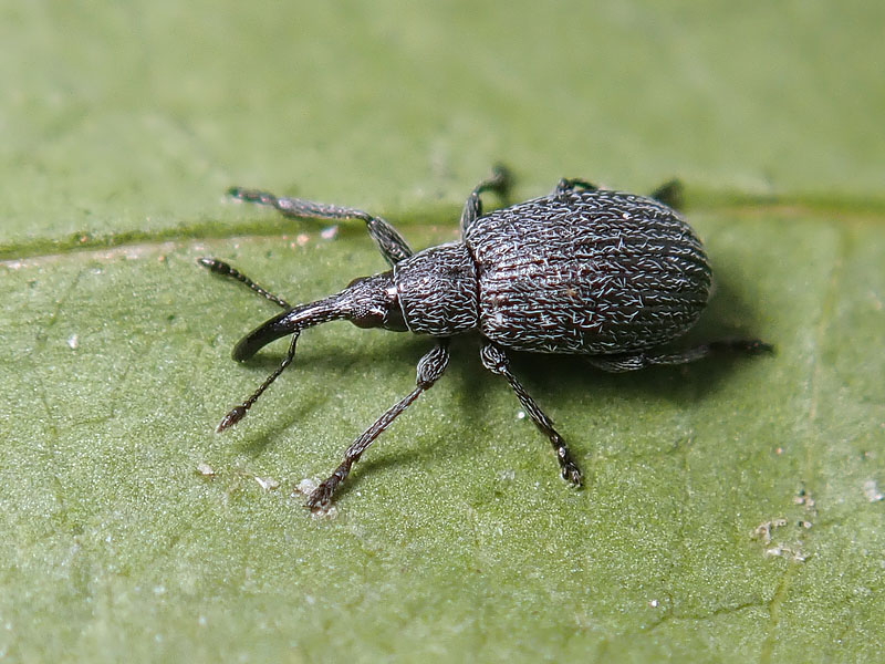 Apionidae: Ischnopterapion loti  (cfr.)